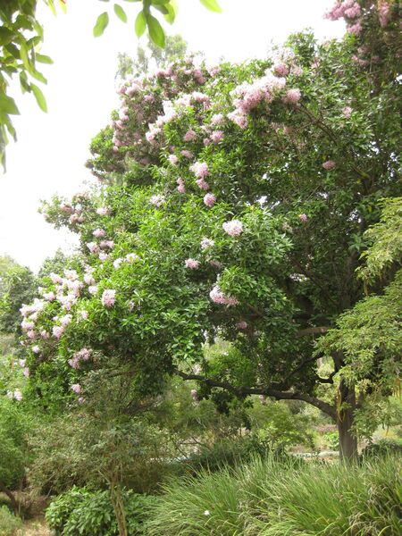 File:IMG 6968 hunt09jun.jpg