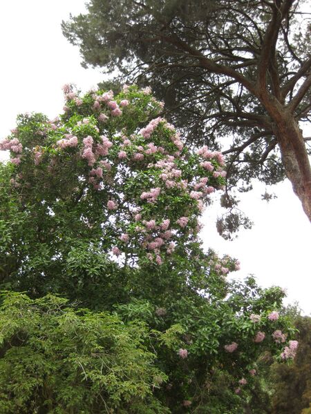 File:IMG 6969 hunt09jun.jpg