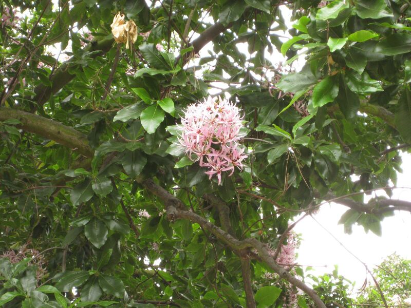 File:IMG 6970 hunt09jun.jpg