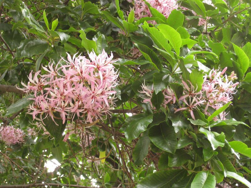 File:IMG 6972 hunt09jun.jpg