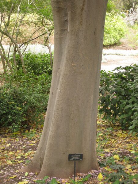 File:IMG 6974 hunt09jun.jpg