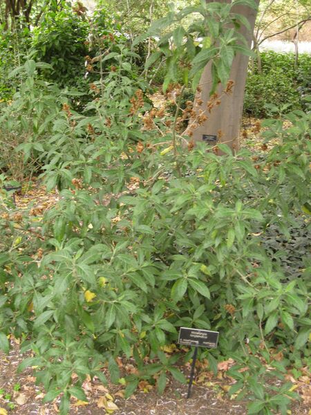 File:IMG 6976 hunt09jun.jpg