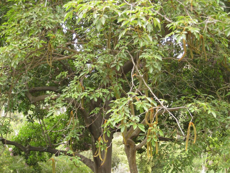 File:IMG 6977 hunt09jun.jpg