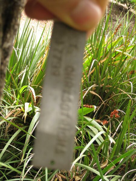 File:IMG 6978 hunt09jun.jpg