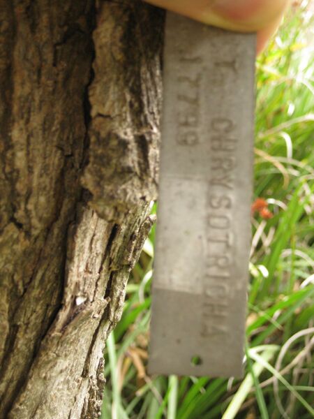 File:IMG 6980 hunt09jun.jpg