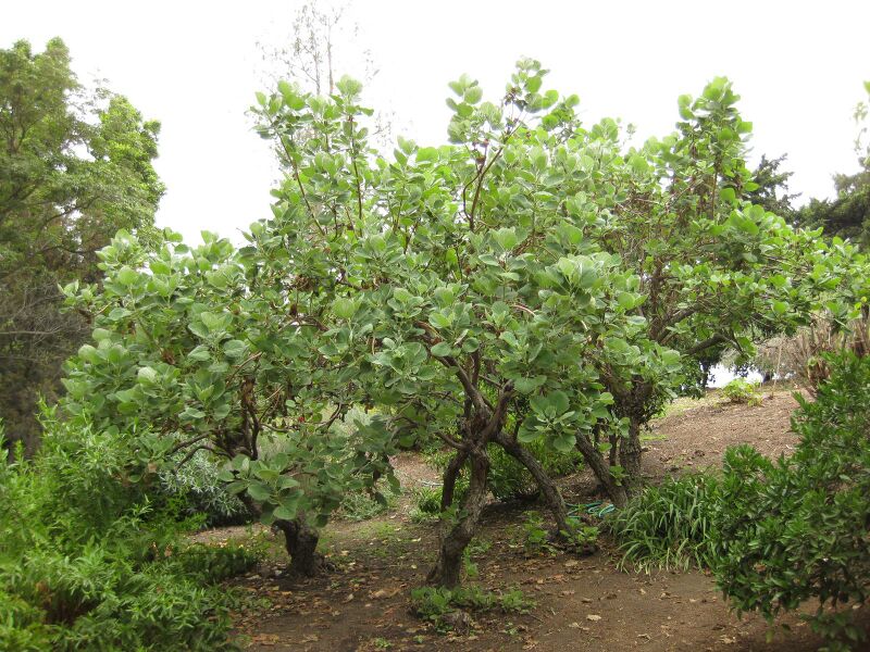 File:IMG 6981 hunt09jun.jpg