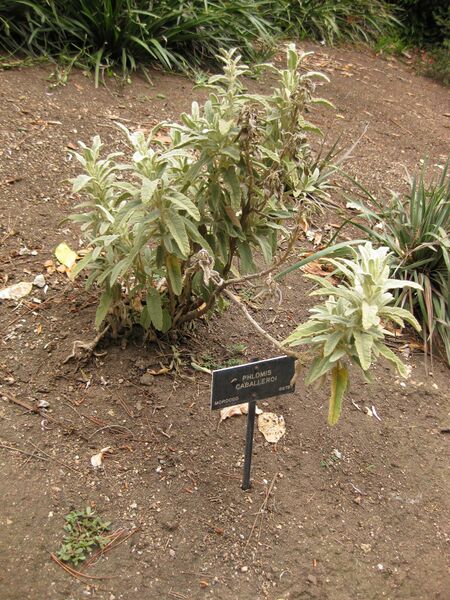 File:IMG 6982 hunt09jun.jpg