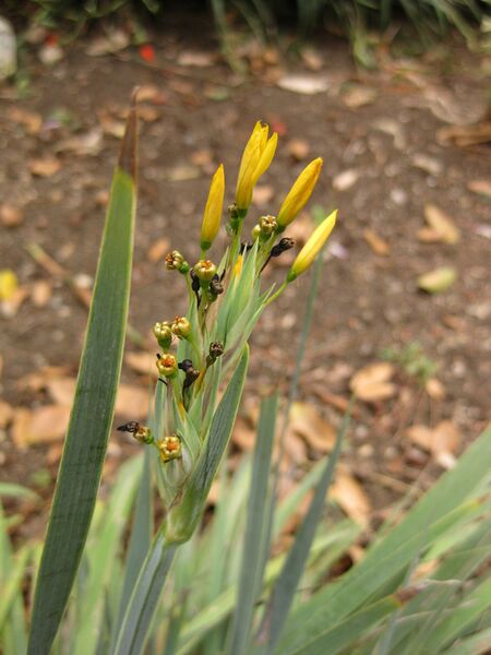 File:IMG 6984 hunt09jun.jpg