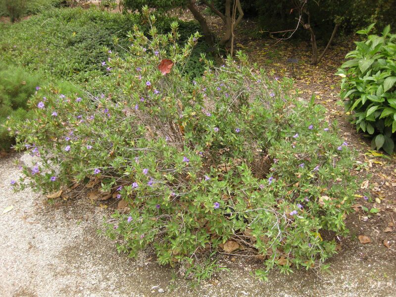 File:IMG 6985 hunt09jun.jpg