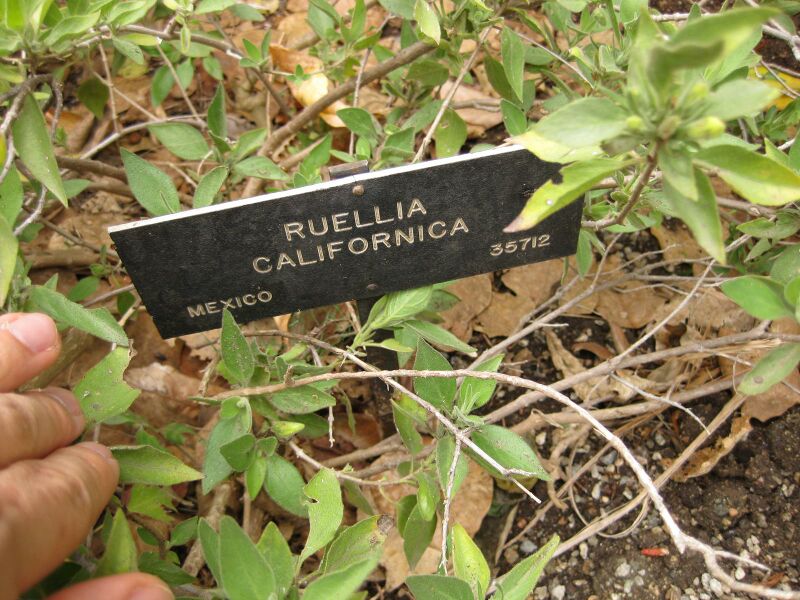 File:IMG 6986 hunt09jun.jpg