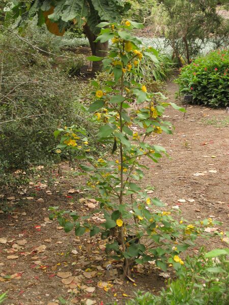 File:IMG 6987 hunt09jun.jpg