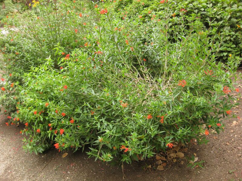 File:IMG 6989 hunt09jun.jpg