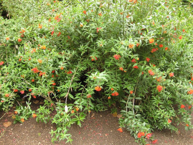 File:IMG 6990 hunt09jun.jpg