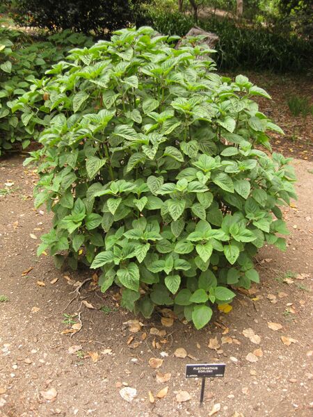 File:IMG 6991 hunt09jun.jpg