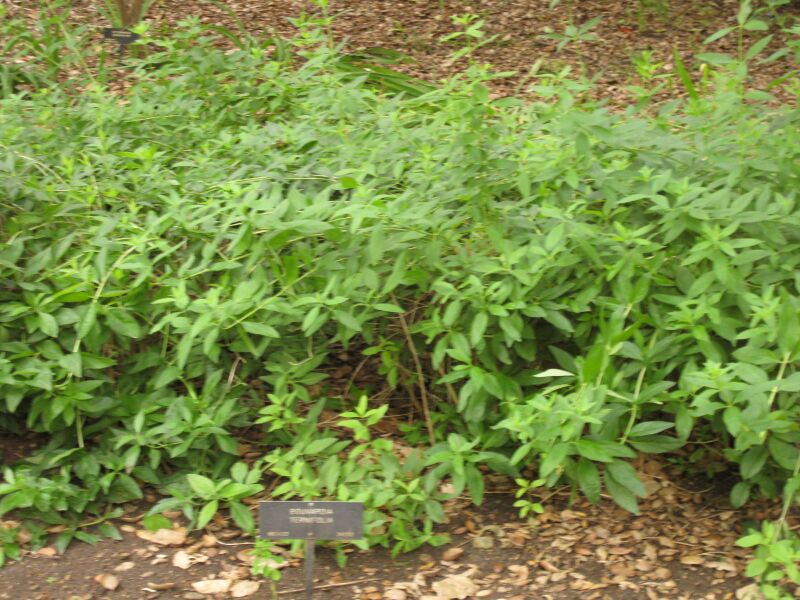 File:IMG 6994 hunt09jun.jpg