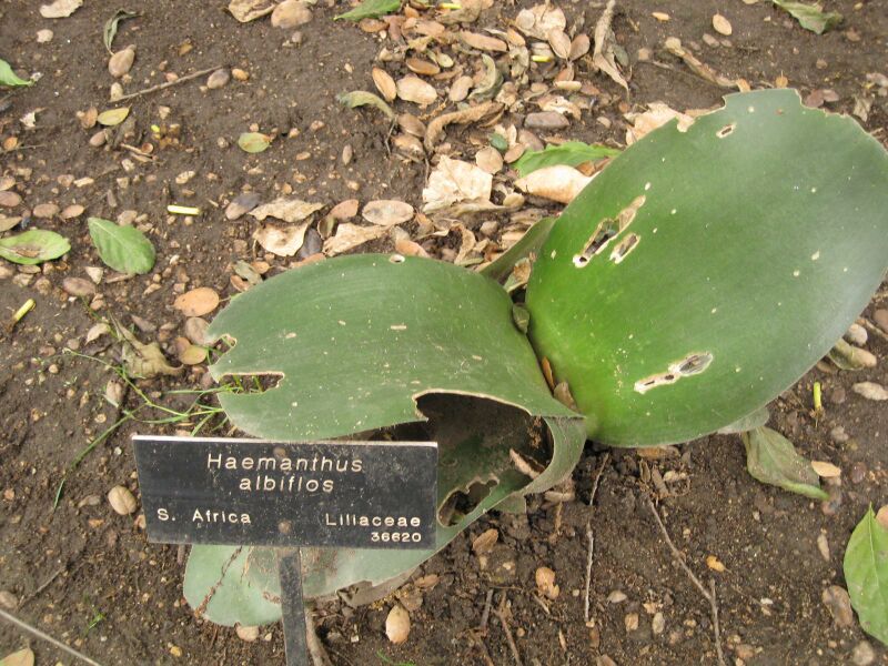 File:IMG 6997 hunt09jun.jpg