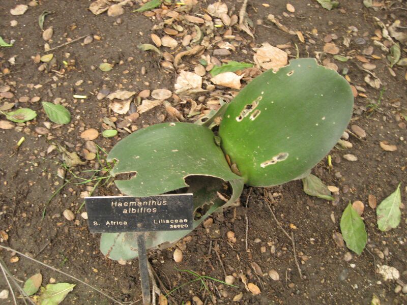 File:IMG 6998 hunt09jun.jpg