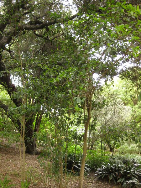 File:IMG 6999 hunt09jun.jpg