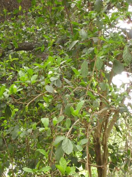 File:IMG 7000 hunt09jun.jpg