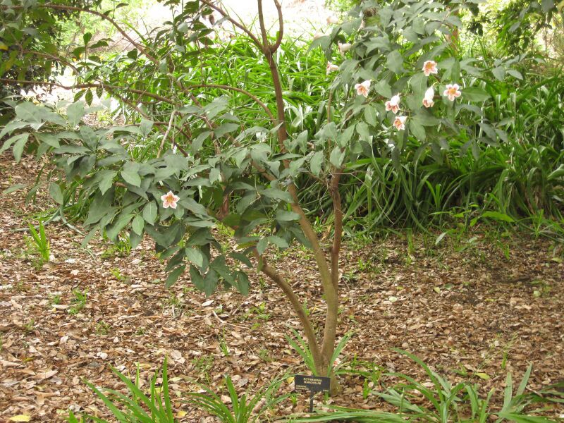 File:IMG 7002 hunt09jun.jpg