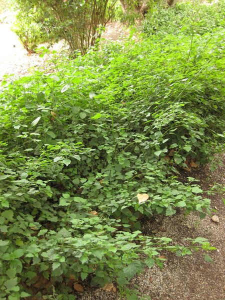 File:IMG 7003 hunt09jun.jpg