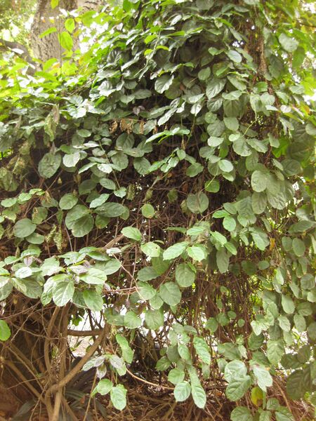 File:IMG 7005 hunt09jun.jpg