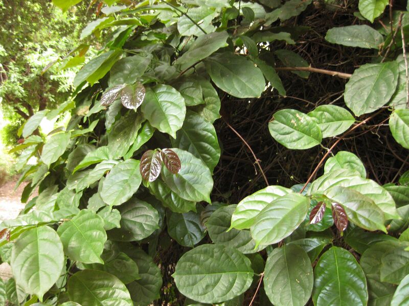 File:IMG 7006 hunt09jun.jpg