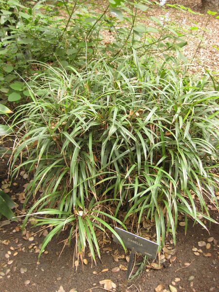 File:IMG 7007 hunt09jun.jpg