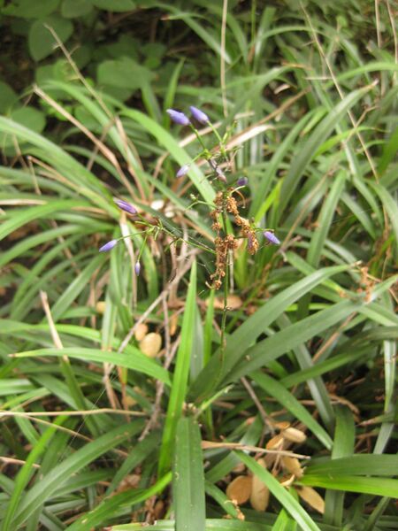 File:IMG 7008 hunt09jun.jpg