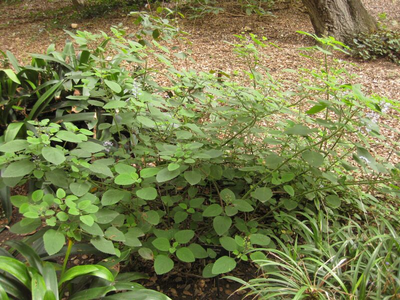 File:IMG 7009 hunt09jun.jpg