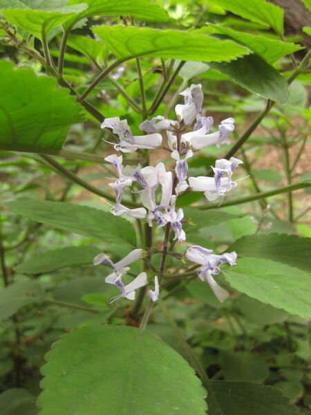 File:IMG 7010 hunt09jun.jpg