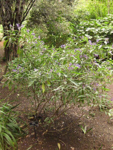 File:IMG 7012 hunt09jun.jpg