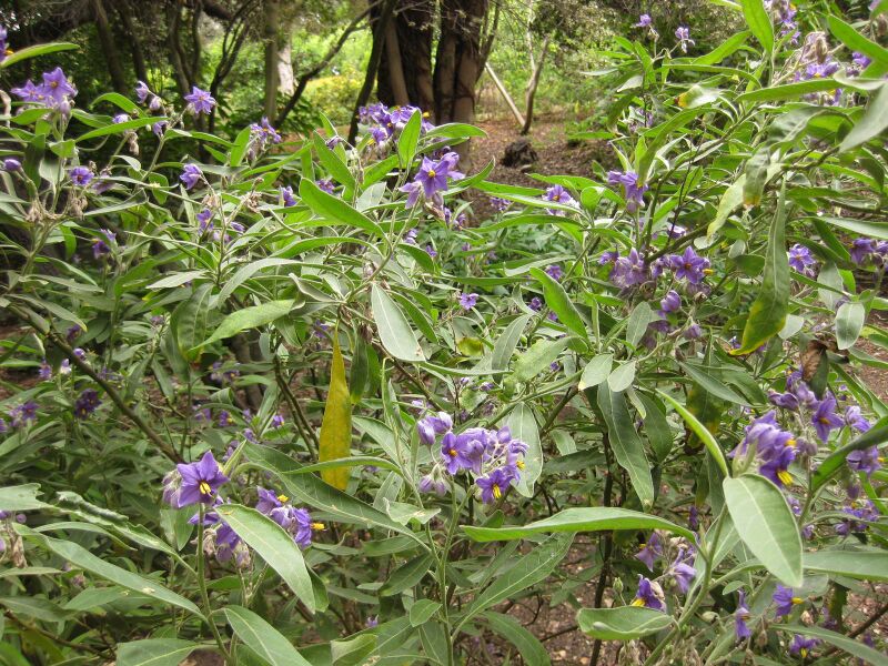 File:IMG 7013 hunt09jun.jpg