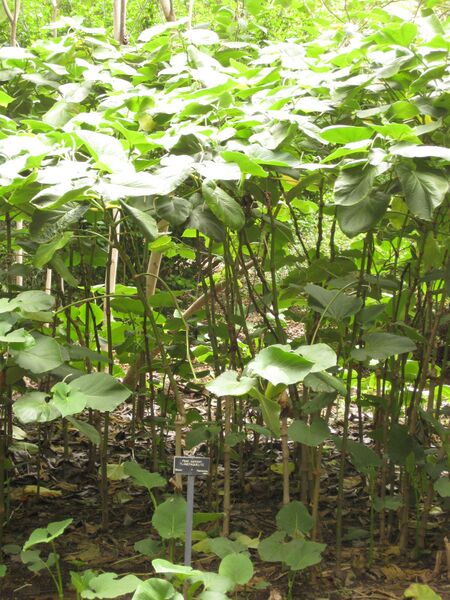 File:IMG 7015 hunt09jun.jpg