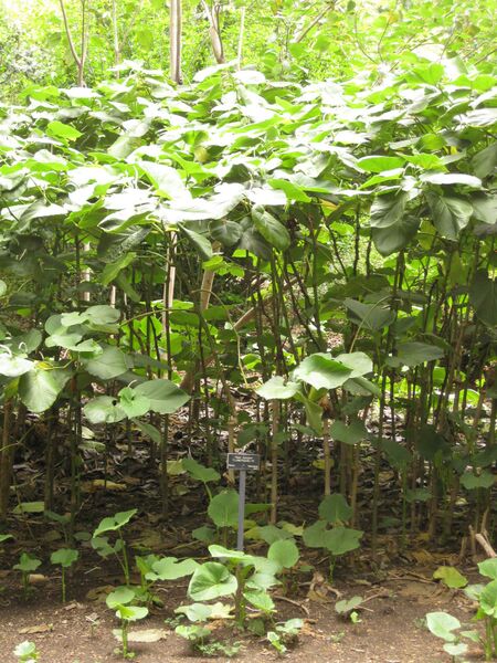 File:IMG 7016 hunt09jun.jpg