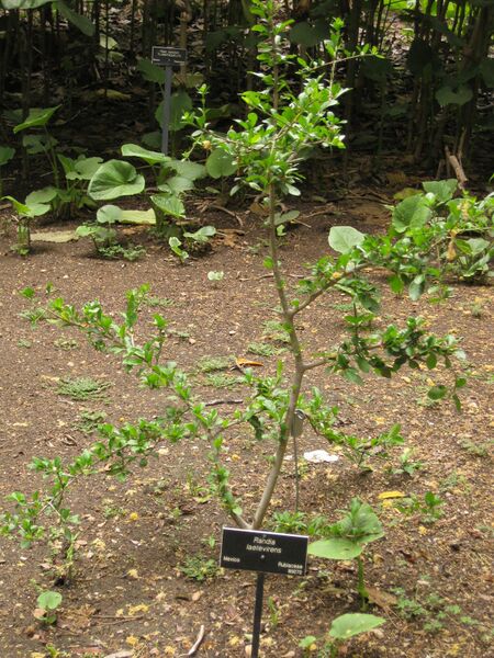 File:IMG 7018 hunt09jun.jpg