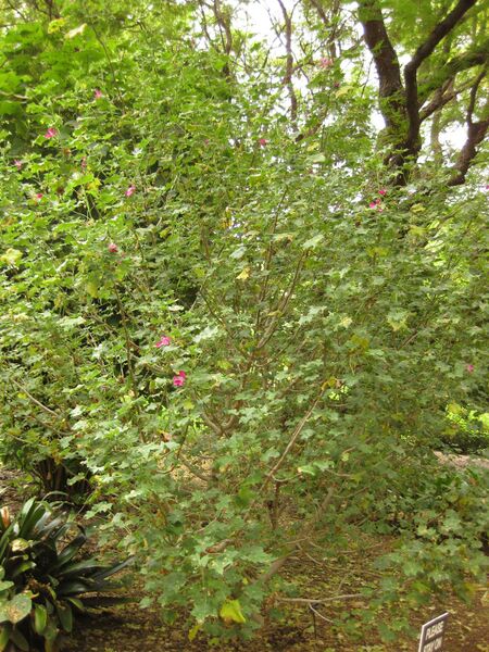 File:IMG 7020 hunt09jun.jpg