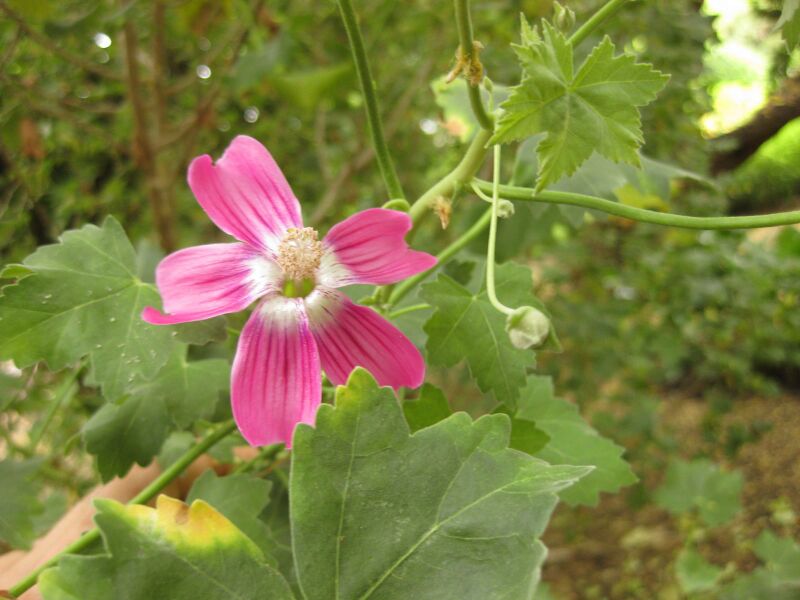 File:IMG 7021 hunt09jun.jpg