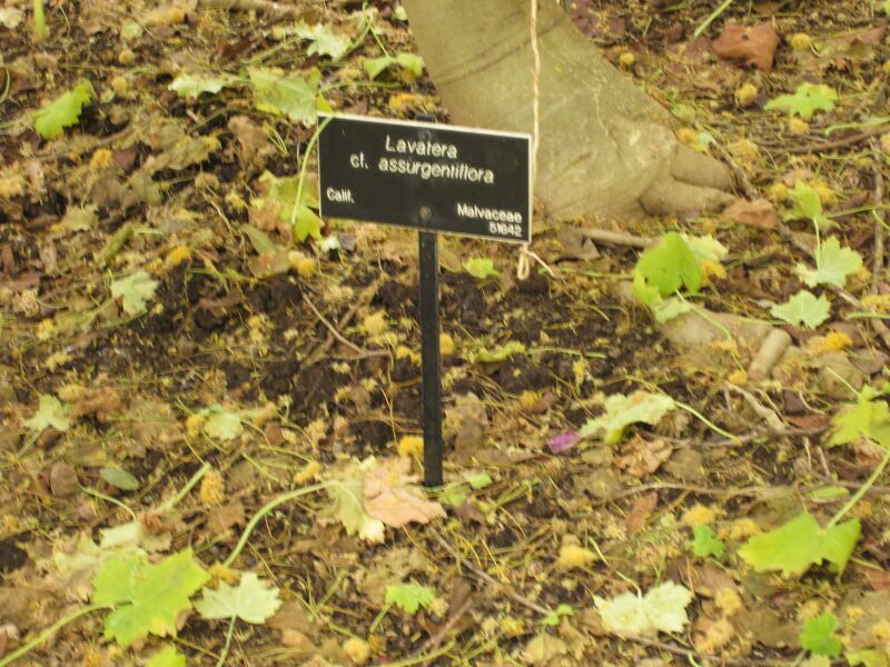 File:IMG 7022 hunt09jun.jpg