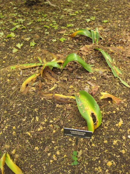 File:IMG 7024 hunt09jun.jpg