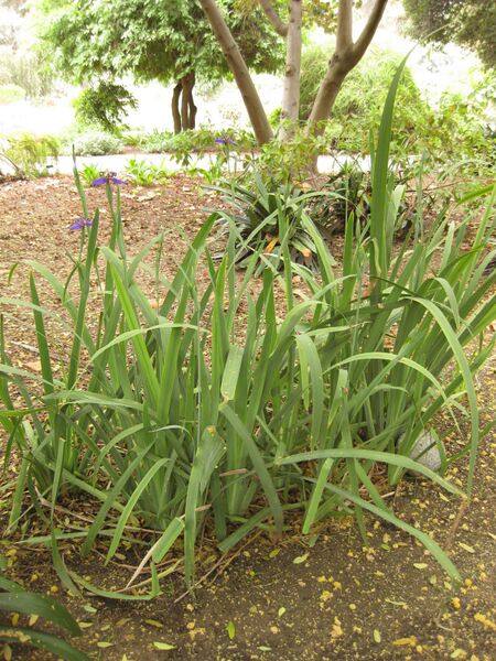 File:IMG 7026 hunt09jun.jpg