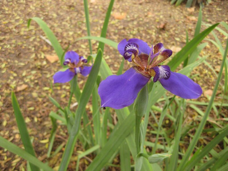 File:IMG 7027 hunt09jun.jpg