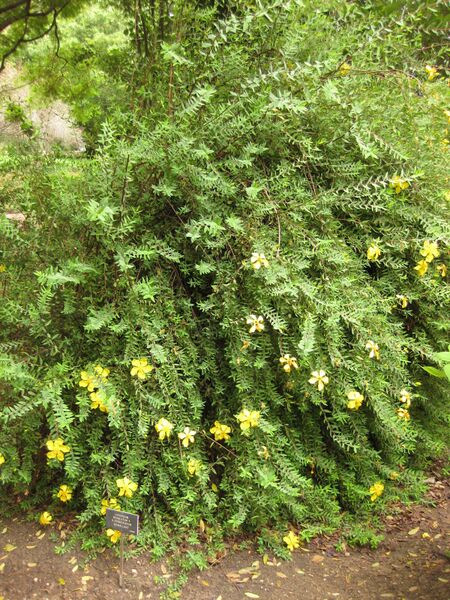 File:IMG 7028 hunt09jun.jpg