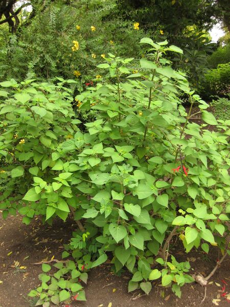 File:IMG 7029 hunt09jun.jpg