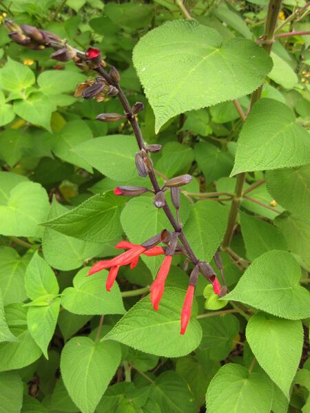 File:IMG 7030 hunt09jun.jpg