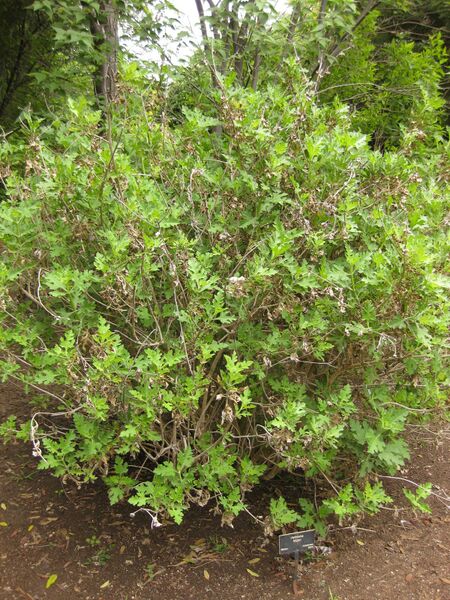 File:IMG 7031 hunt09jun.jpg