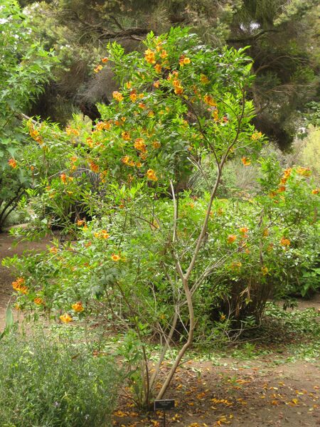 File:IMG 7032 hunt09jun.jpg