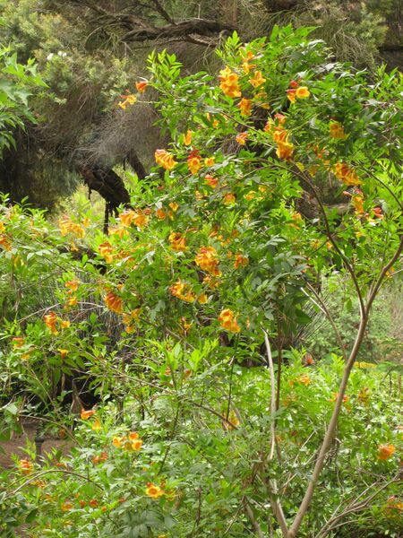 File:IMG 7033 hunt09jun.jpg