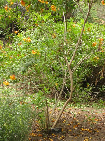 File:IMG 7034 hunt09jun.jpg