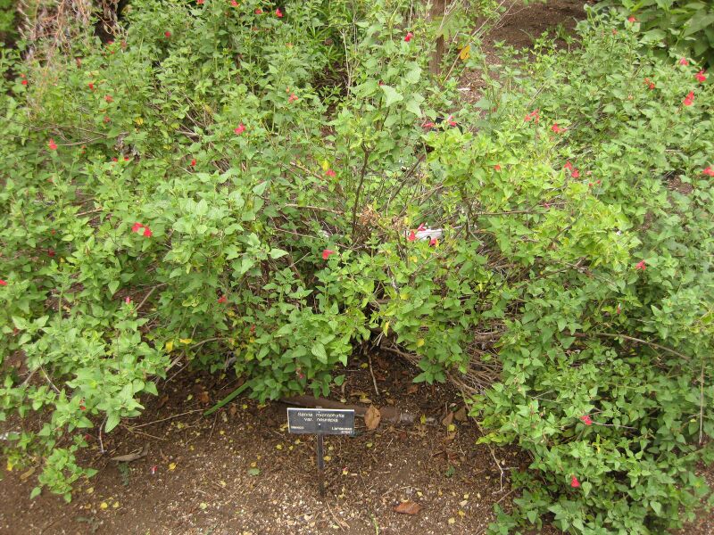 File:IMG 7036 hunt09jun.jpg